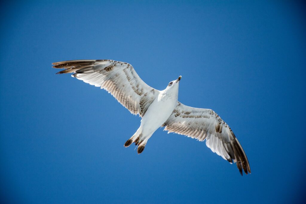 White seagull flying under blue sky